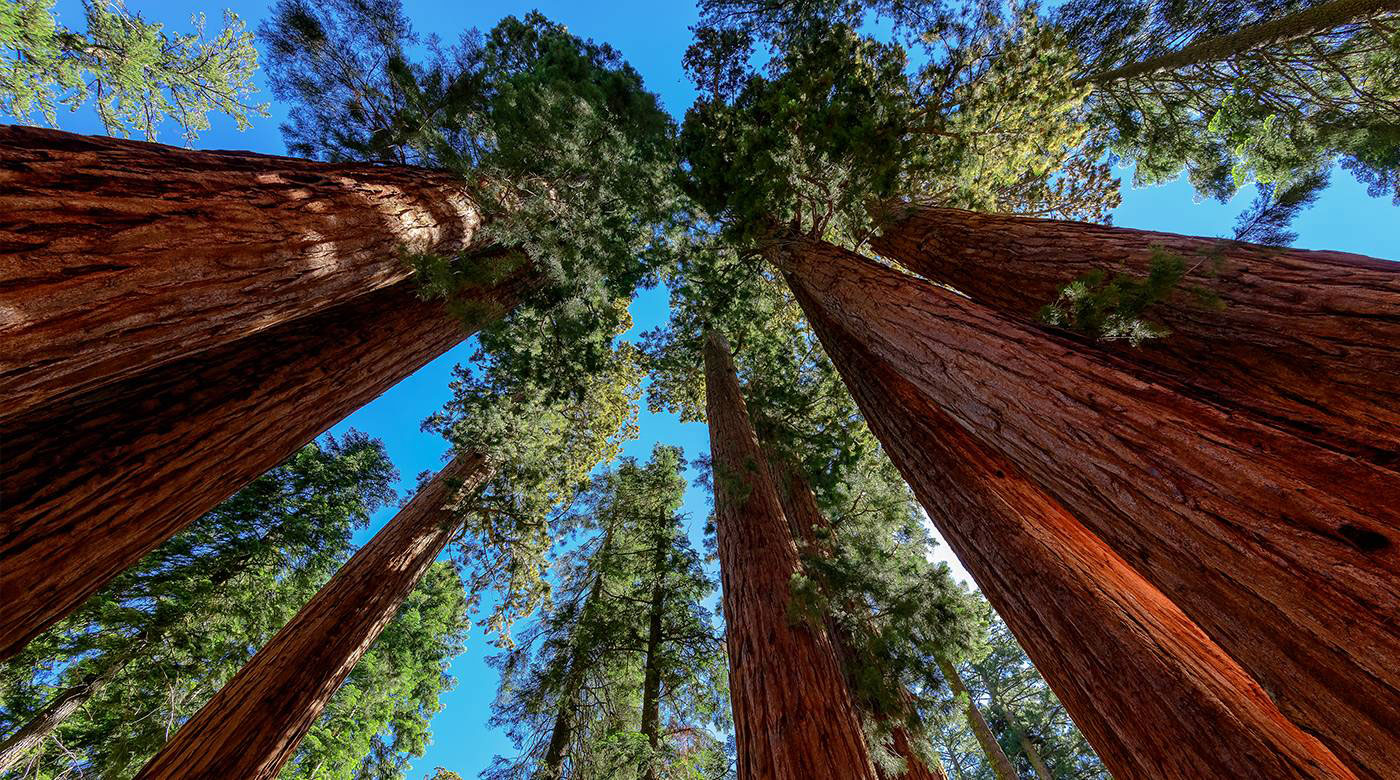 looking up sequoia trunks