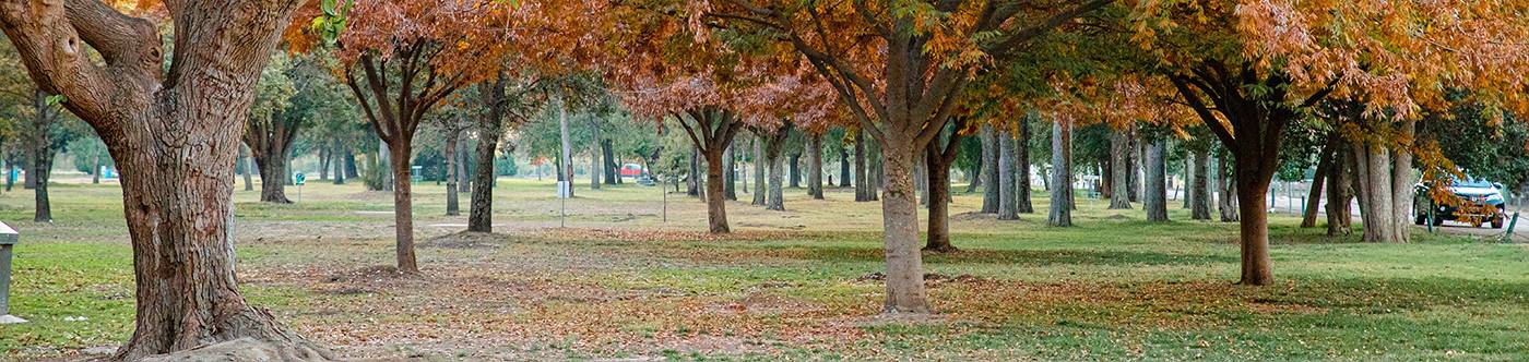 park with trees