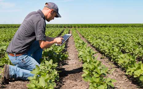 farmer tracking grown on digital tablet