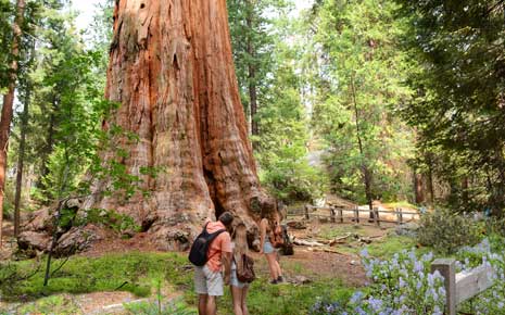 sequoia tree trunk